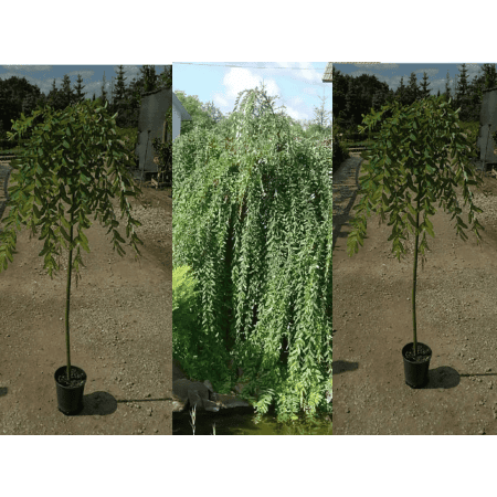 Wierzba Integra Pendula